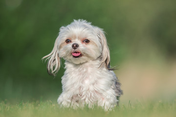 Happy Small Dog Portrait
