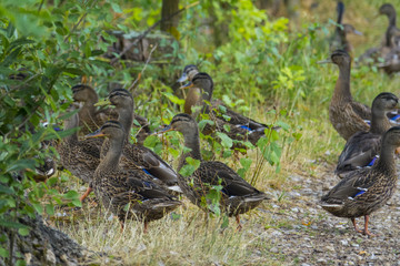 wild ducks - (Anas platyrhynchos) in nature