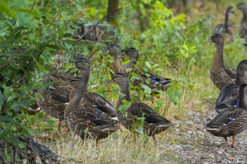 wild ducks - (Anas platyrhynchos) in nature