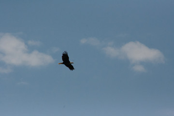 Eagle in Flight