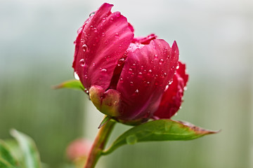 Red peony flower after rain/Raindrops are visible on the red peony bud. Marco, Nature, flowers, Russia, Moscow region, Shatura
