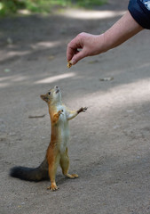 Squirrel is sitting on the ground and cadging nuts