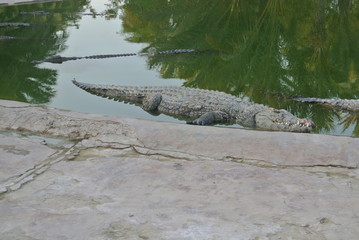 Crocodile