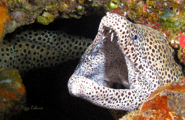 Fototapeta premium Giant Black Spotted Moray Eel in Ambon Indonesia