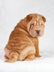 Puppy shar pei red studio