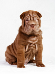 Puppy shar pei red studio