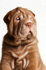 Puppy shar pei red studio