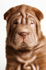 Puppy shar pei red studio