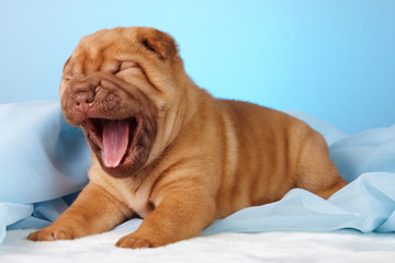 Puppy shar pei red studio