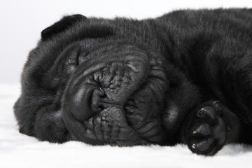 Black shar pei puppy sleeping