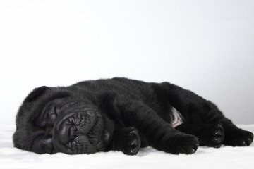 Black shar pei puppy sleeping