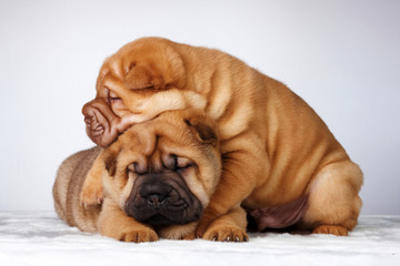 Puppy shar pei redhead sleep studio