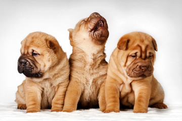 Three shar pei puppies studio - Powered by Adobe