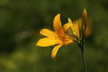 霧降高原のニッコウキスゲ ( 日光市 )
