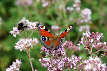 Tagpfauenauge (Aglais io) auf Oregano (Origanum vulgare)