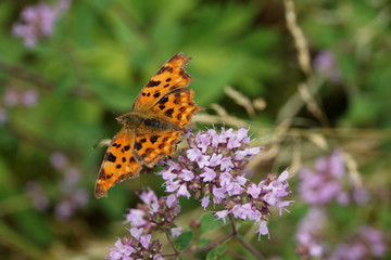 C-Falter (Polygonia c-album,  Nymphalis c-album) auf  Oregano