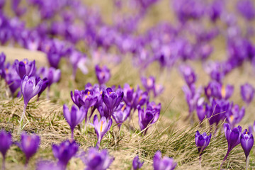 Fototapeta na wymiar Beautiful violet crocuses flower growing on the dry grass, the first sign of spring. Seasonal easter background.