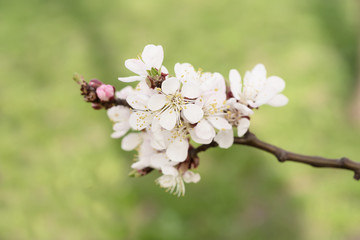 Apricot tree flower with buds and blossoms blooming at springtime, vintage retro floral background