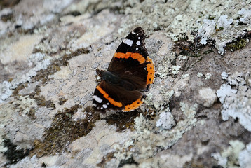 Fototapeta na wymiar Bruchi e farfalle di Sardegna