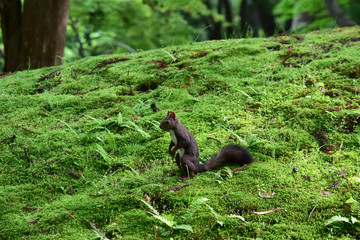 苔の日本庭園に立つエゾリス
