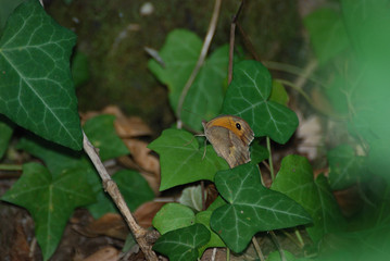 Bruchi e farfalle di Sardegna