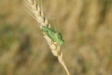 Isophya. Grasshopper is an isophy on a wheat spikelet.