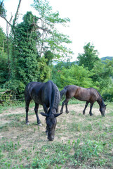 Horses grazing in a field with grass