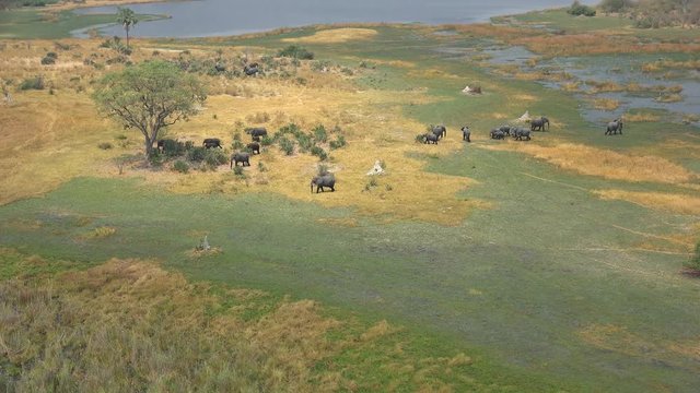 Flying abobve the Okavango Delta (Botswana; 4k footage)