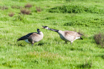 Two Canadian Geese Engaged in an Aggressive Honking Dispute or Fight or Verbal Altercation in a Field of Green in Wintertime