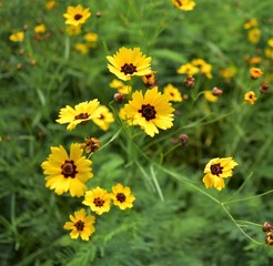 Close up yellow flowers