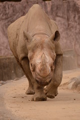 Obraz premium クロサイ