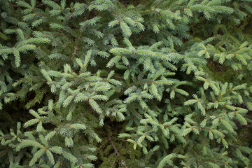 Spruce Tree Texture in Maine