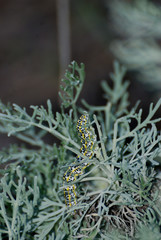 Bruchi e farfalle di Sardegna