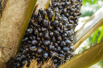 Oil palm plantation in Thailand