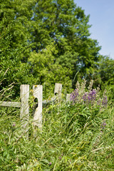 Rustic post and rail country fence surrounded with wild flowers
