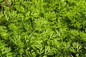 Close up of carrot tops in the garden