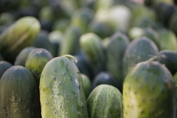 Harvested cucumbers for sale at market