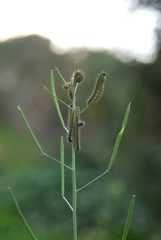 Bruchi e farfalle di Sardegna