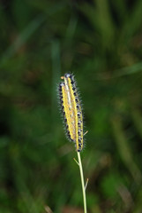 Bruchi e farfalle di Sardegna