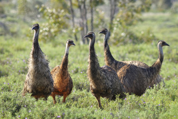 Emu's gather together in small flock in bushland, outback Australia.