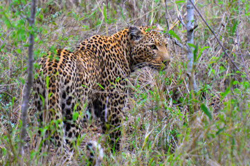 Leopard moving through bush