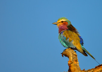 Lilac breasted roller