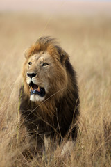 Obraz na płótnie Canvas Lion - Maasai Mara, kenya