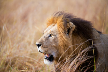 Naklejka na ściany i meble Lion - Maasai Mara, kenya