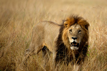 Obraz na płótnie Canvas Lion - Maasai Mara, kenya