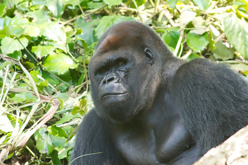 great ape