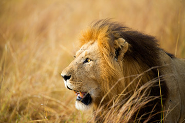 Fototapeta na wymiar Lion in profile