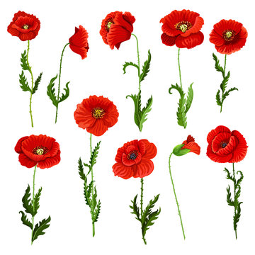 Vector isolated icons of poppy flowers