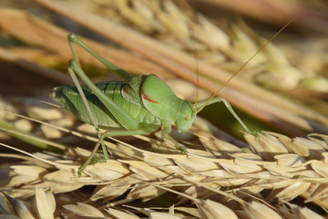 Isophya. Grasshopper is an isophy on a wheat spikelet.