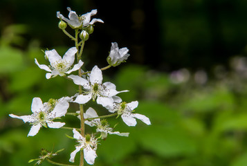 Wild White Blackberry Flower Cluster 
